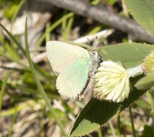 Callophrys rubi